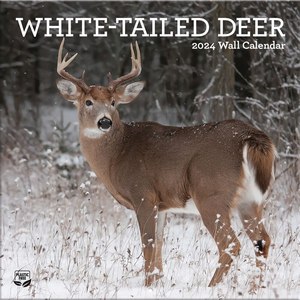 White-tailed Deer 2024 Calendar