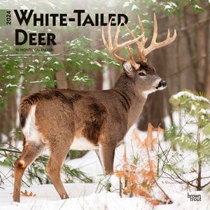 White-Tailed Deer 2024 Calendar